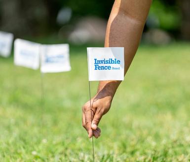 invisible fence technician places boundary flag
