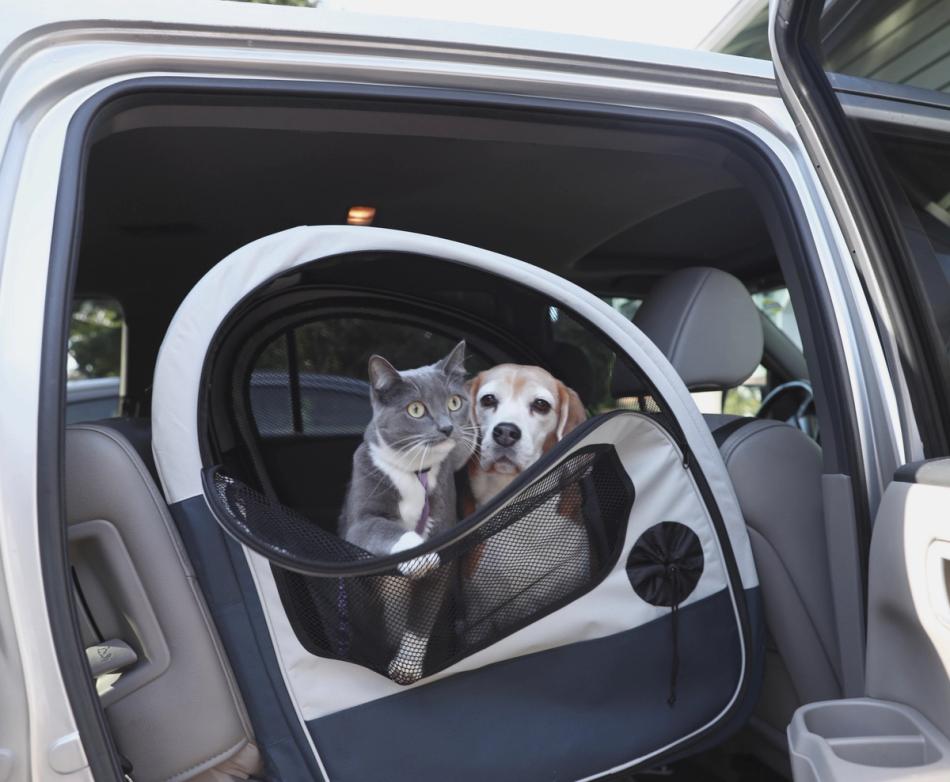 Dog and cat sitting in Happy Ride Collapsible Travel Crate
