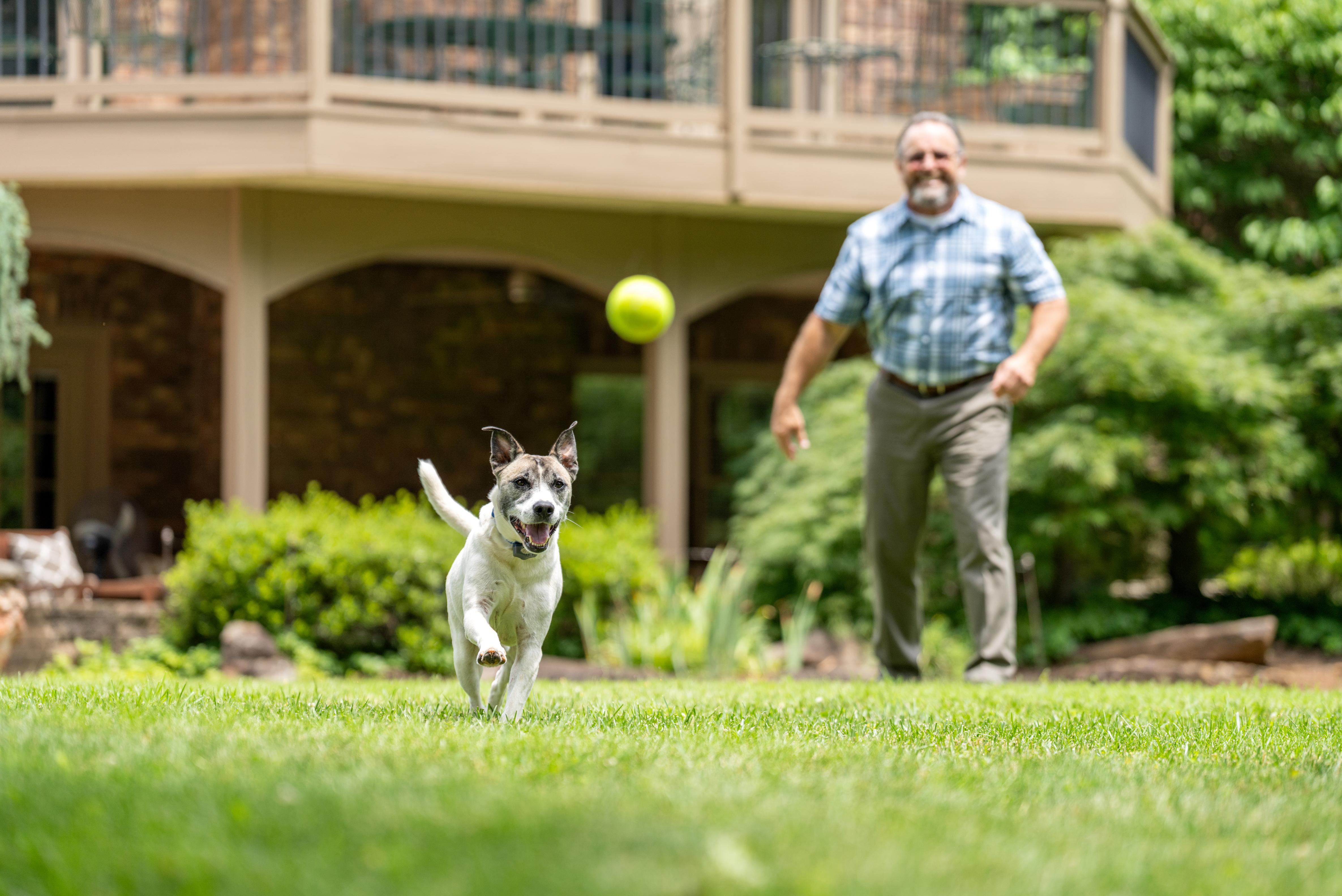 Dog wearing invisible fence collar chasing tennis ball in yard.