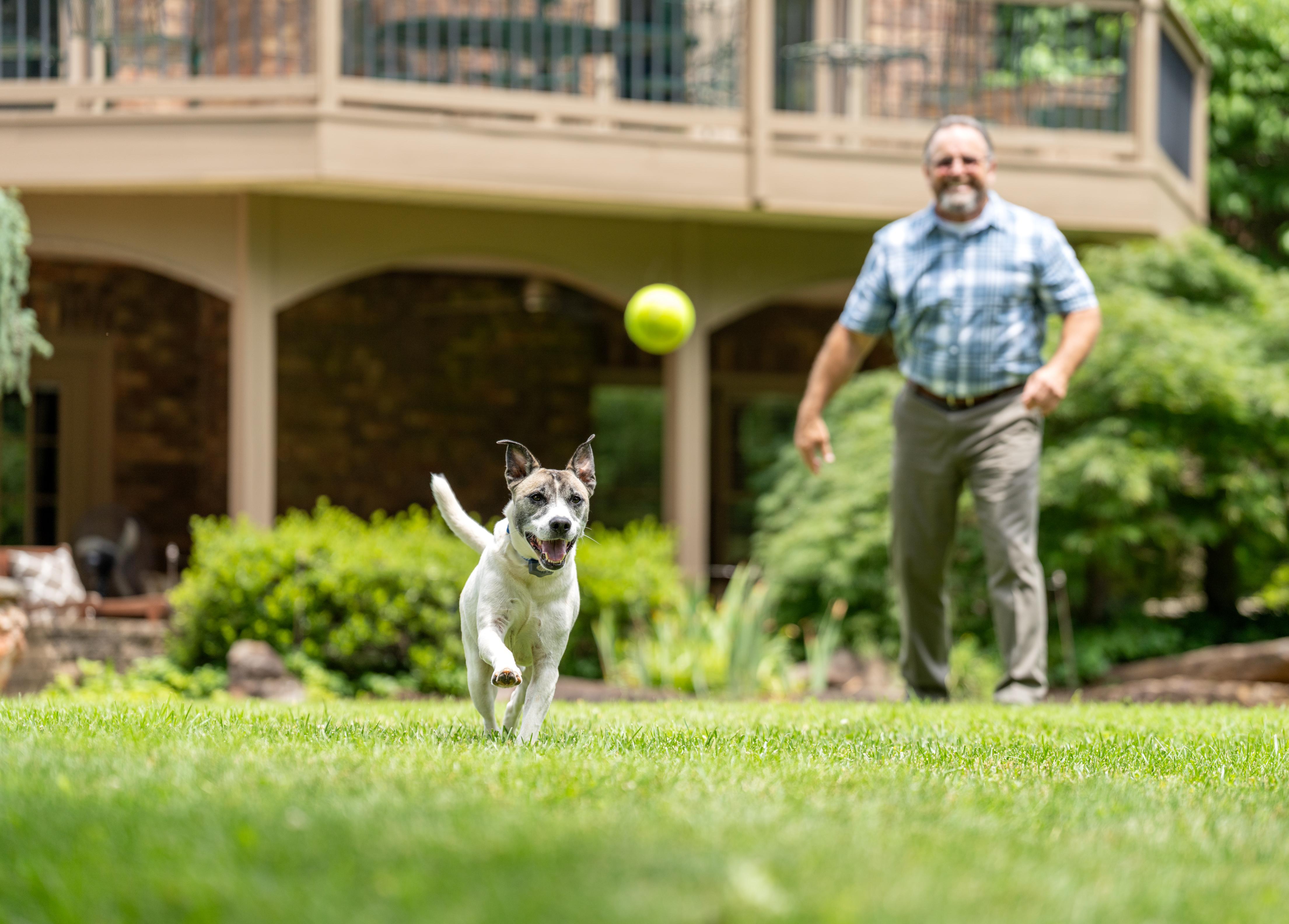 Dog wearing invisible fence collar chasing ball in yard.