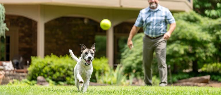 man plays fetch with dog in yard with invisible fence