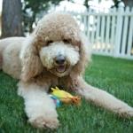 Dog with toy
