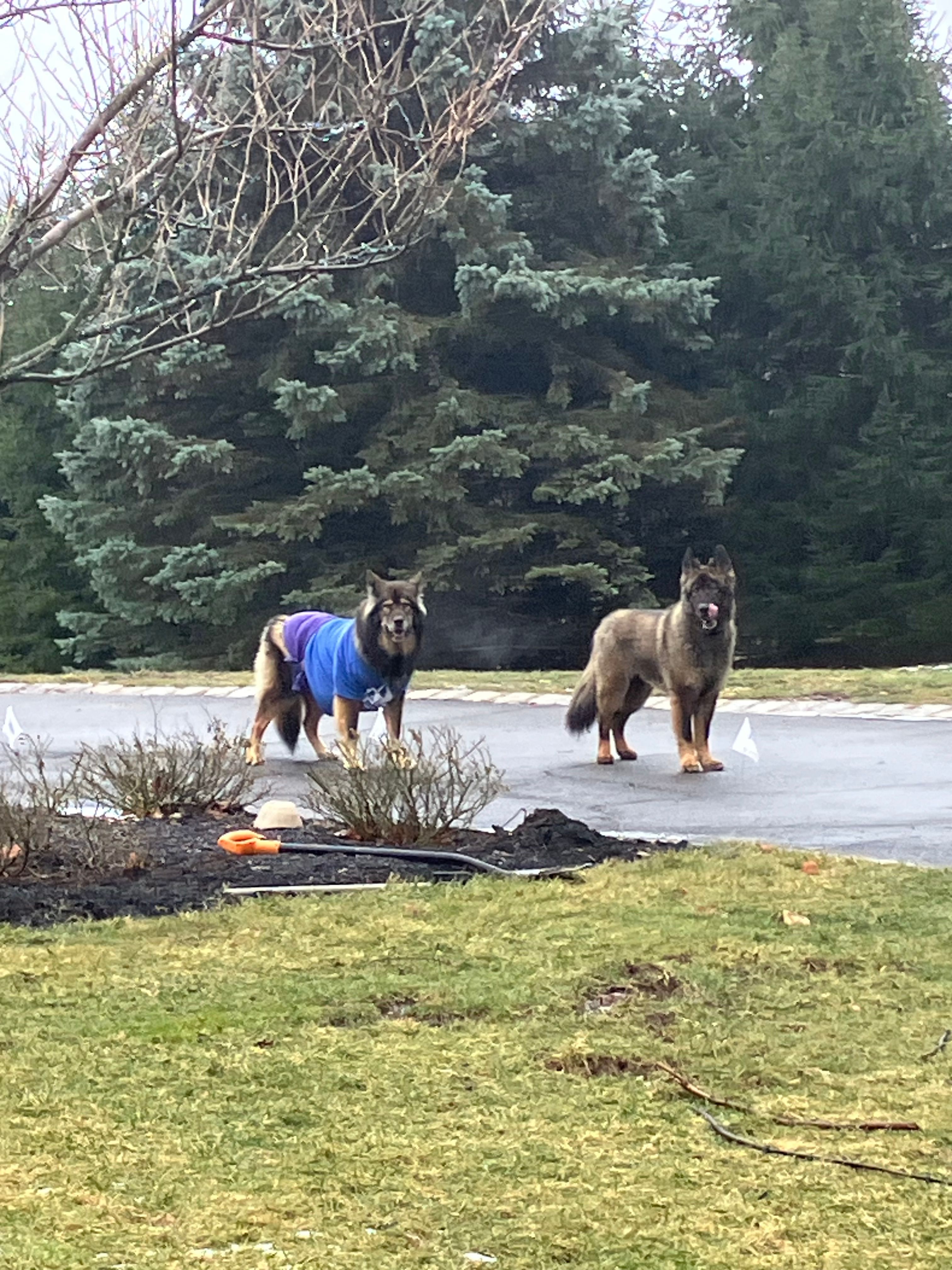 Two wolf dogs roam their yard with invisible fence collars 