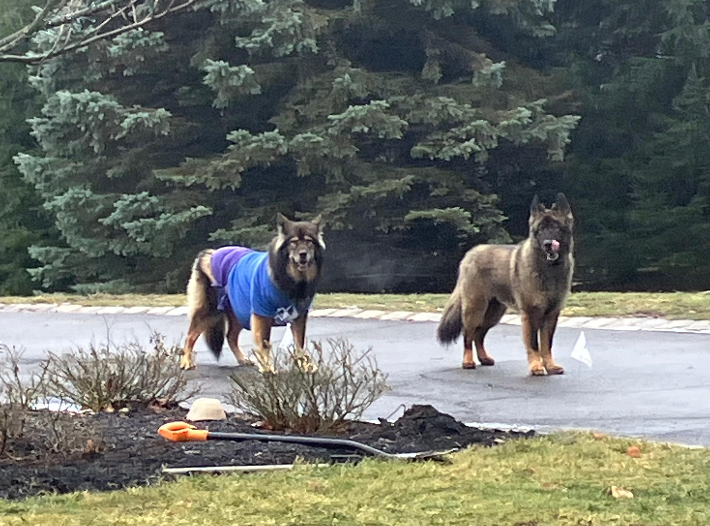 Two wolf dogs roam their yard with invisible fence collars