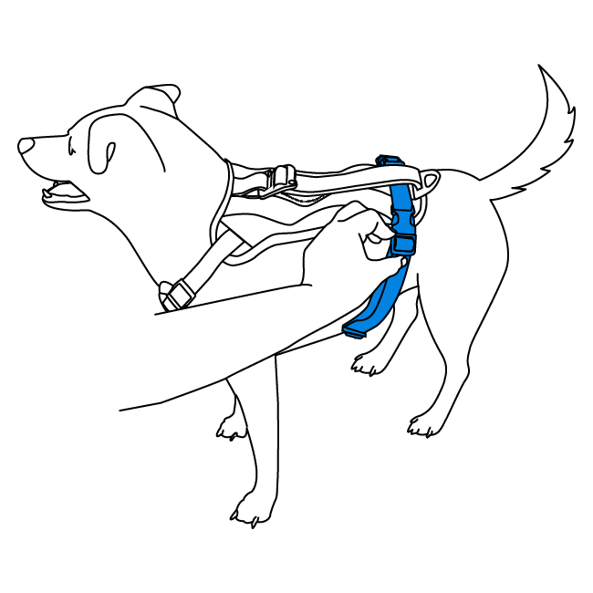 how-to-fit-walk-along-outdoor-harness-illustration4
