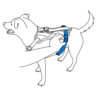 how-to-fit-walk-along-outdoor-harness-illustration4