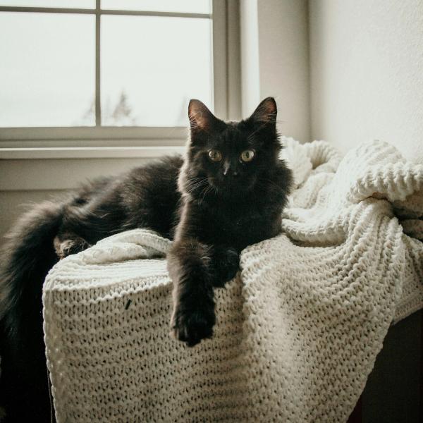 Black Cat