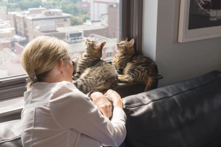 cats looking out window