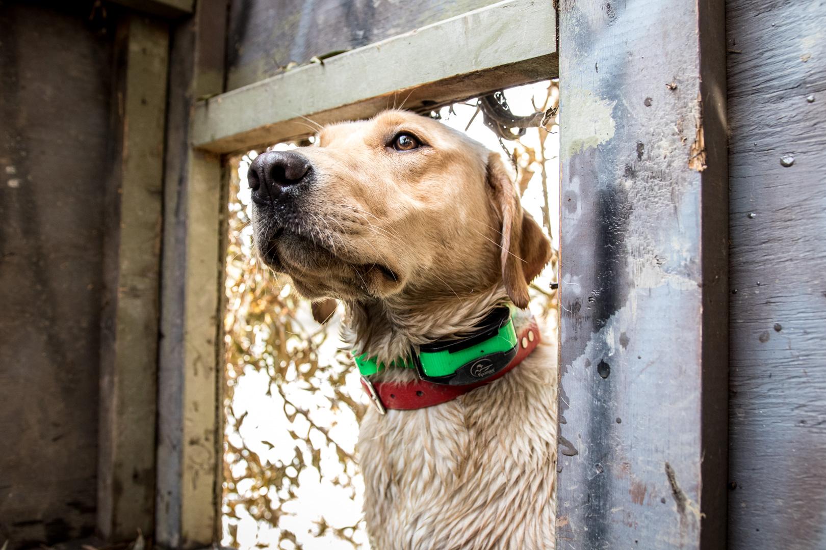 Yellow labrador wearing a cone collar on a green lead in a duck hide