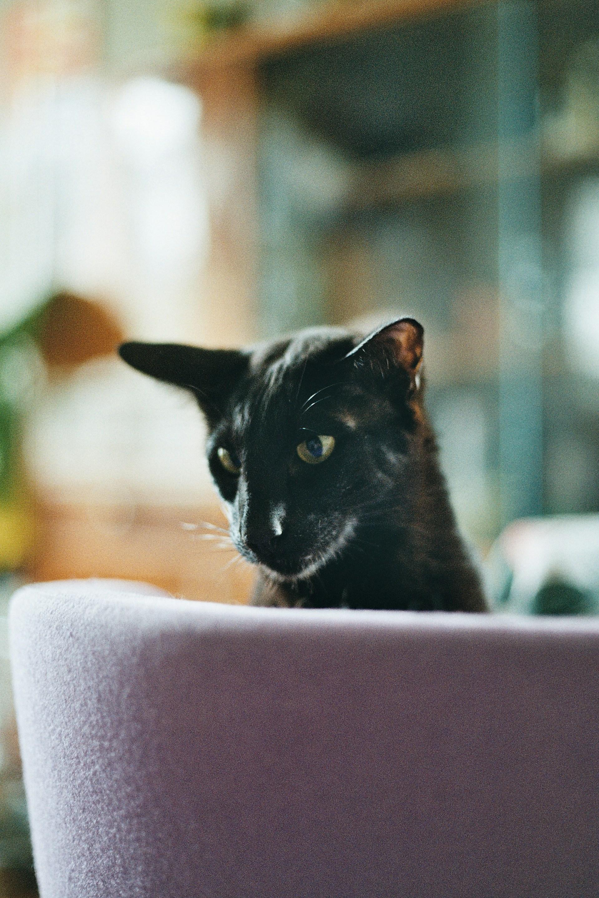 Oriental Black Cat