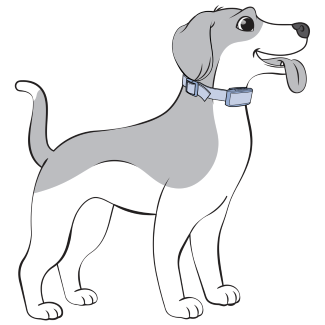 Place Collar On Dog While Standing