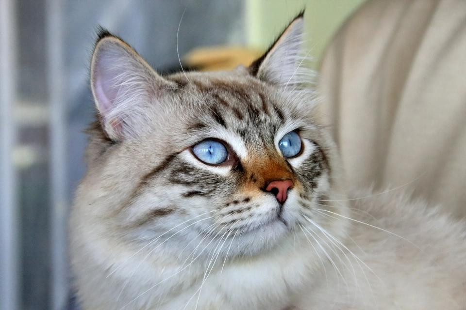 Siberian Cat