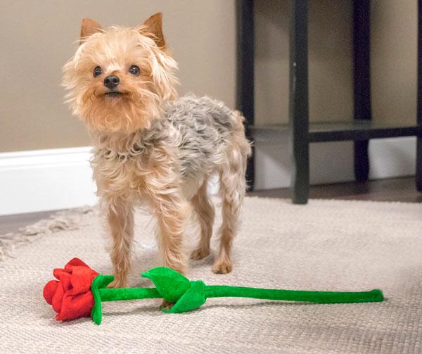 Have a Pet-Friendly Valentine's Day