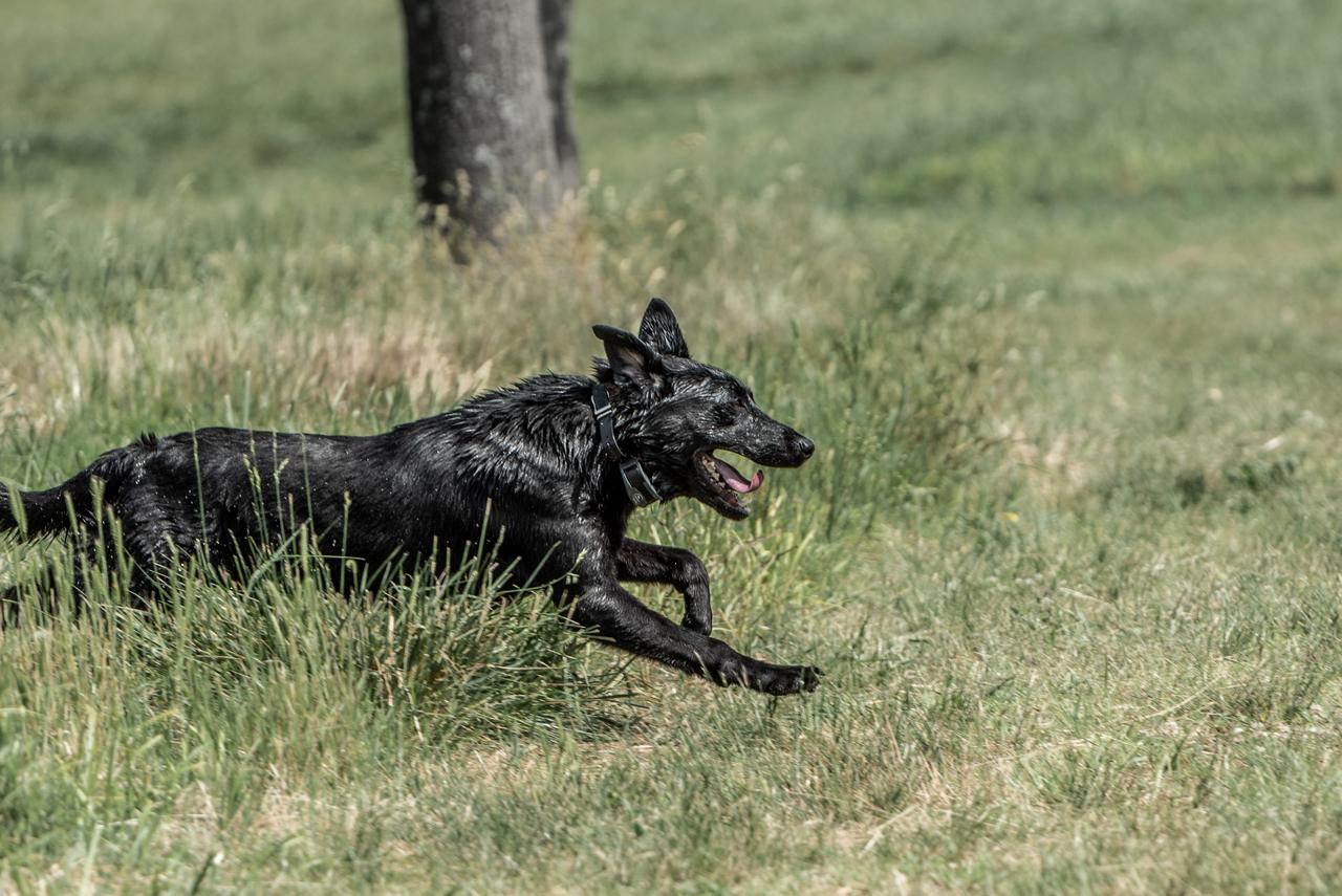 Black lab running through grass while panting 