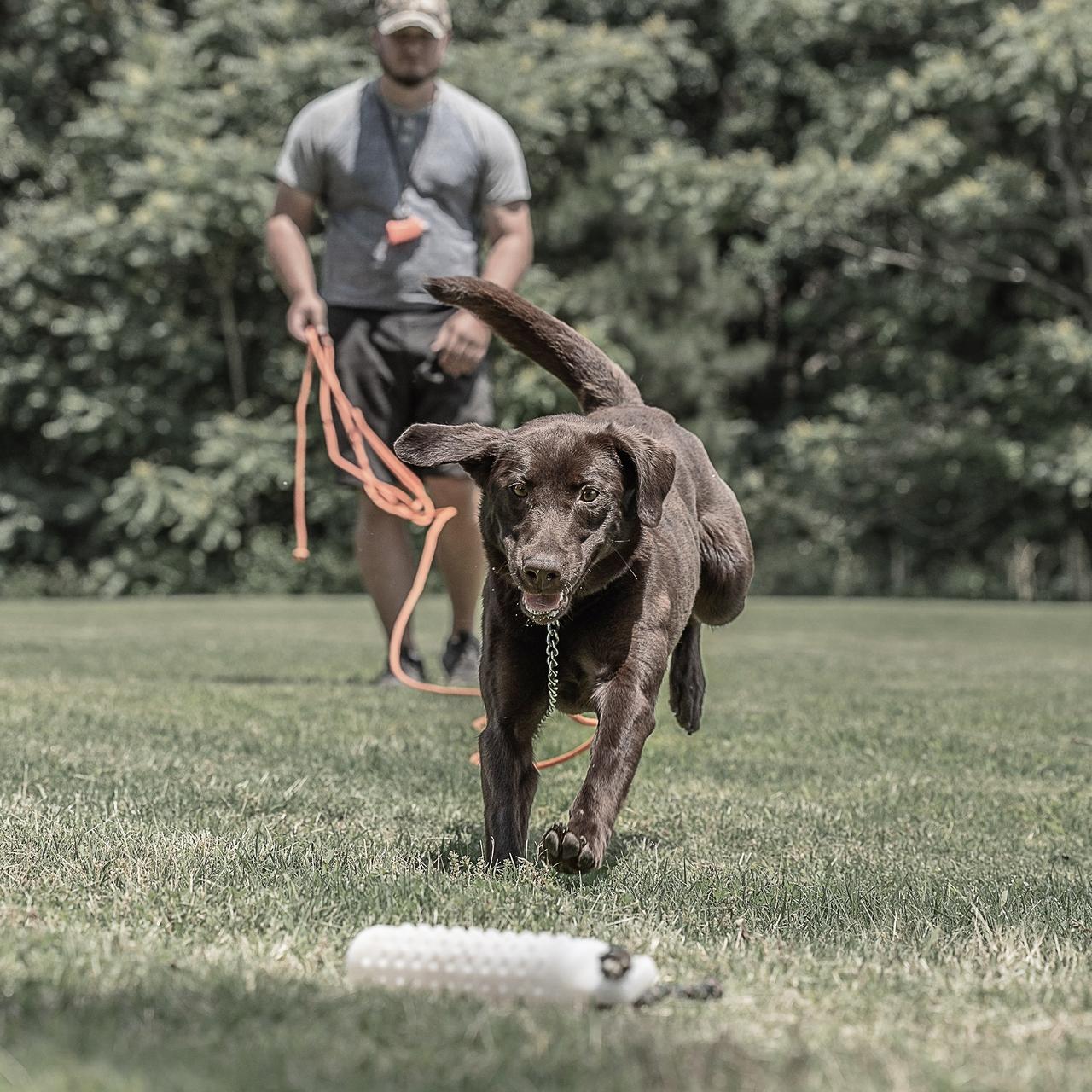 Young chocolate labrador jumping onto a bumper with trainer in background holding a check cord