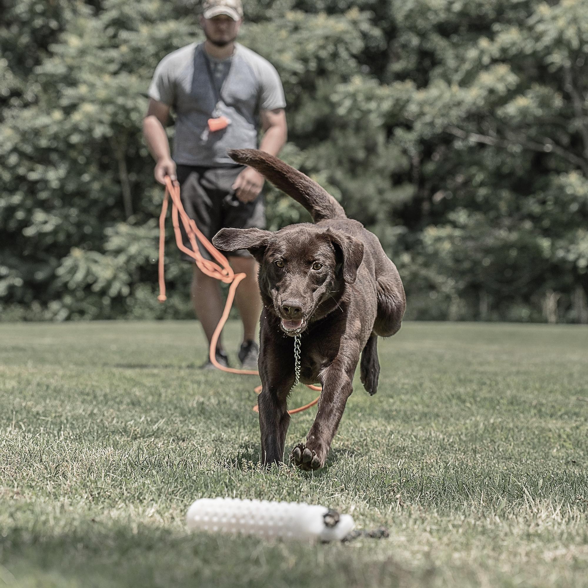 Young chocolate lab jumping on bumper with trainer in background holding check cord