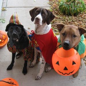 DIY Pet Halloween Costumes