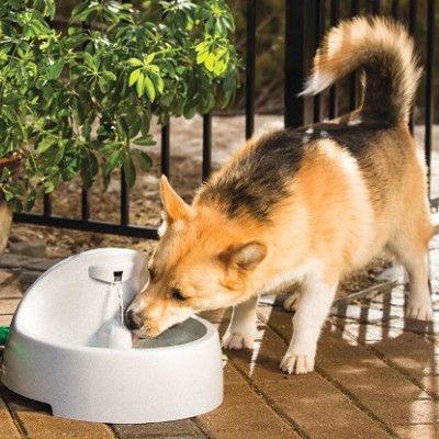 outdoor dog fountain