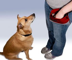dog training