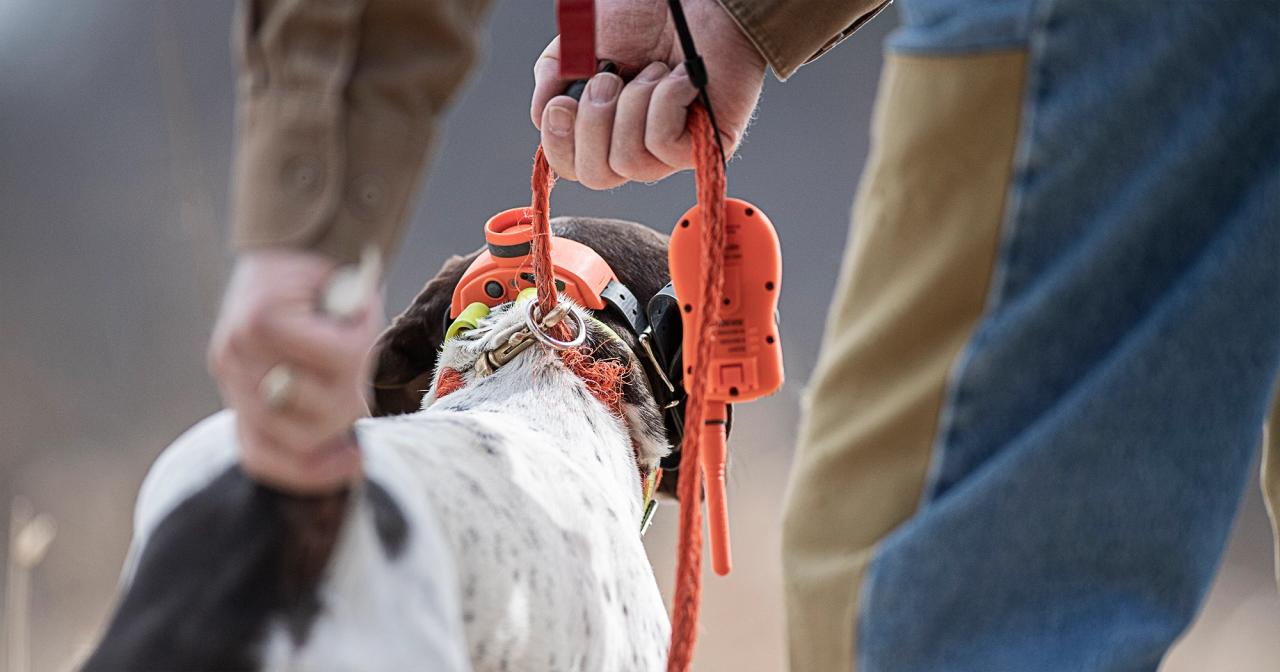 back of German Shorthair Point wearing beeper collar being handled by trainer