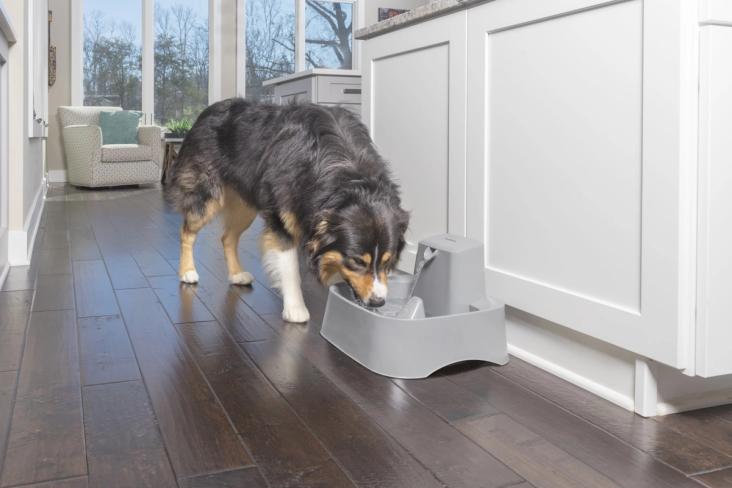 dog and pet fountain