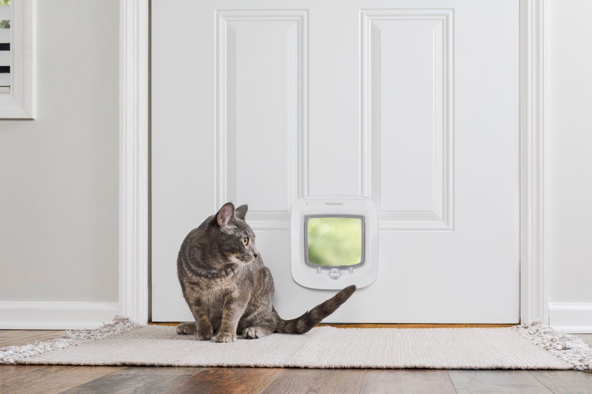 cat and cat door