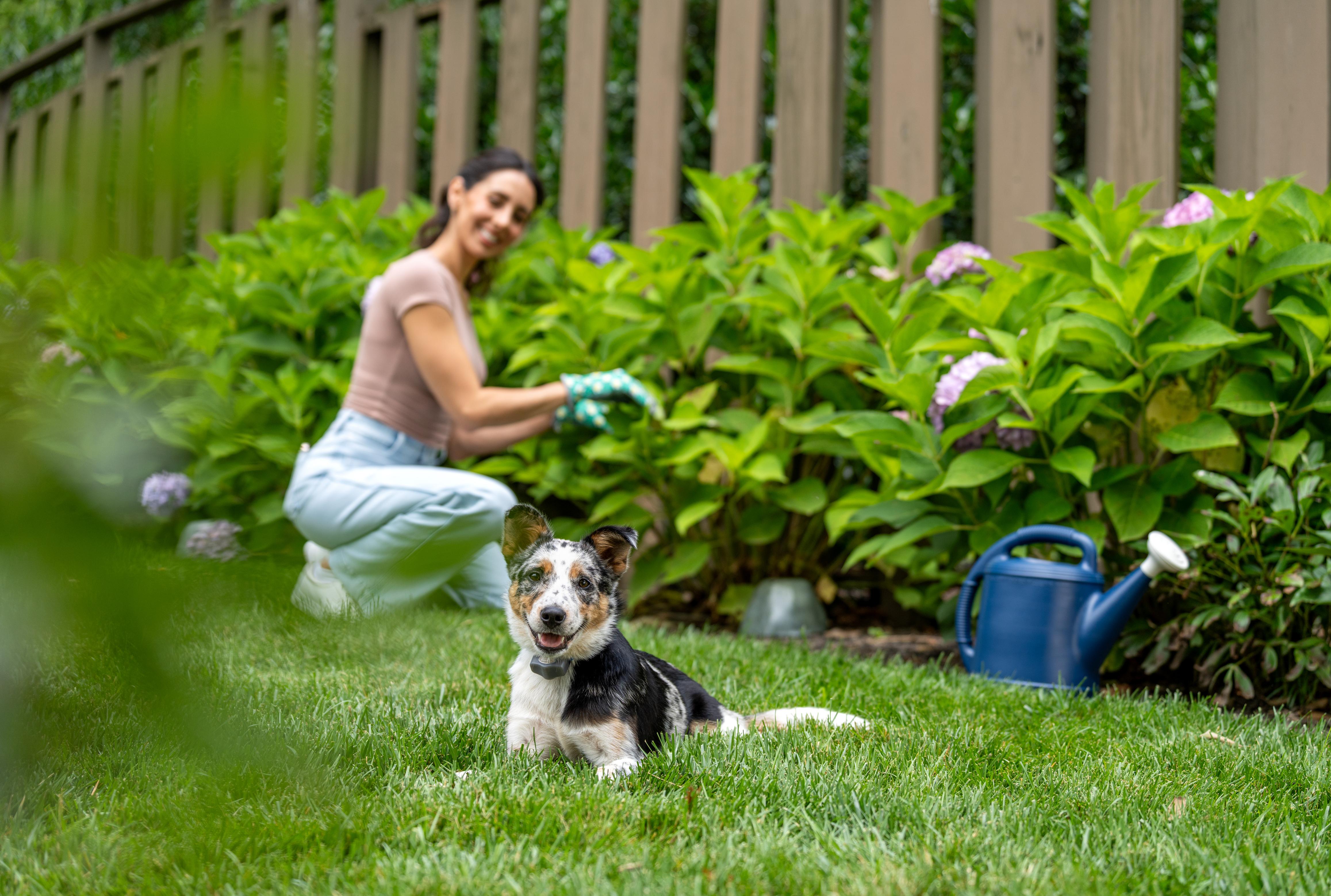 beautiful garden protected by outdoor shields plus with dog staying on grass