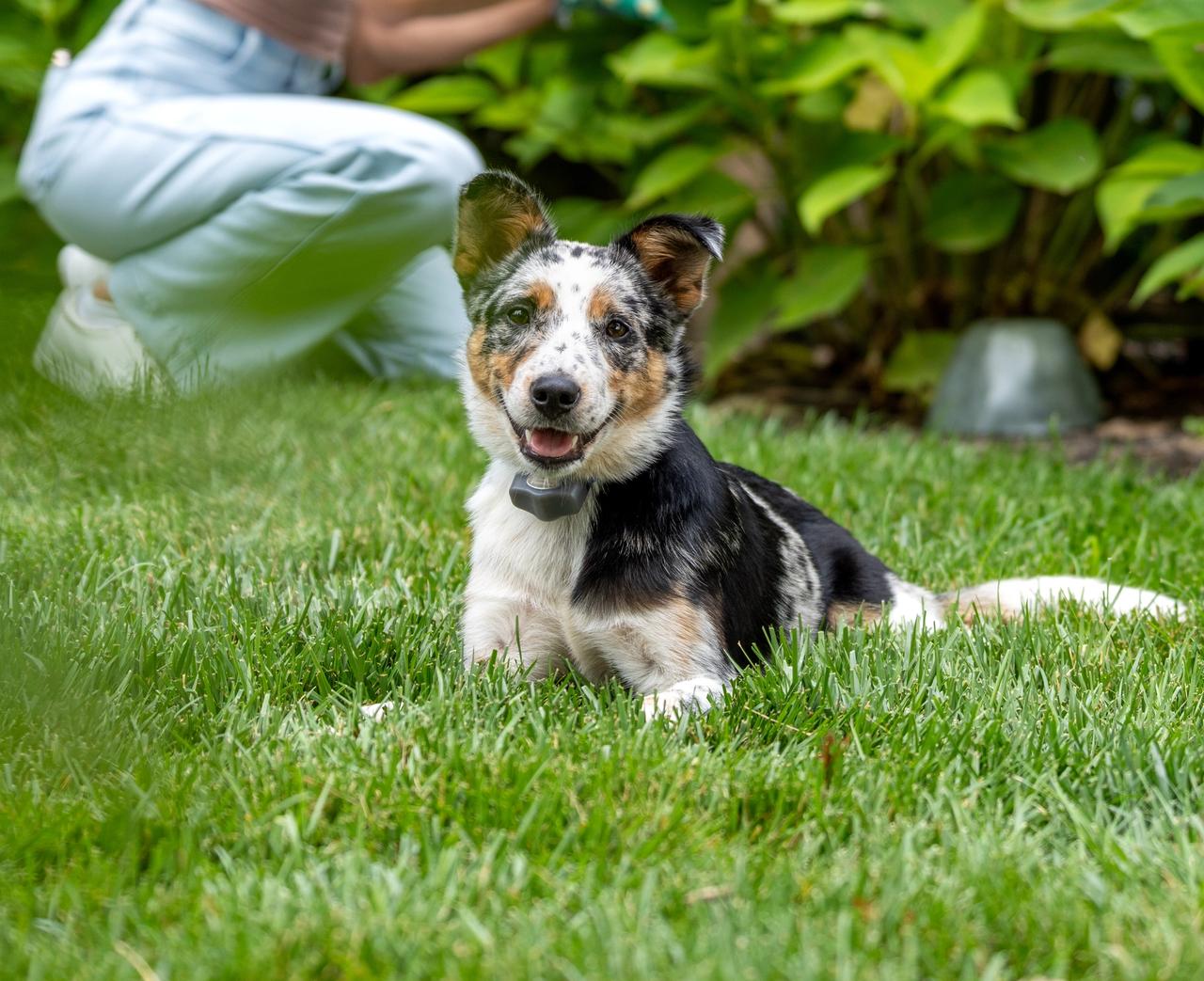 Blue heeler puppy relaxes in the grass with invisible fence collar