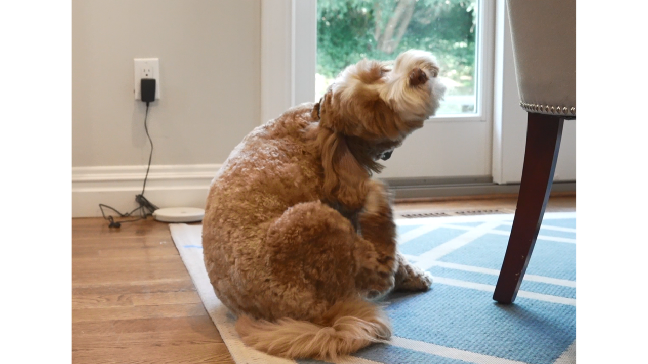 A brown and white Labradoodle scratching where the collar is positioned on his neck in a bright room sitting on a blue carpet.