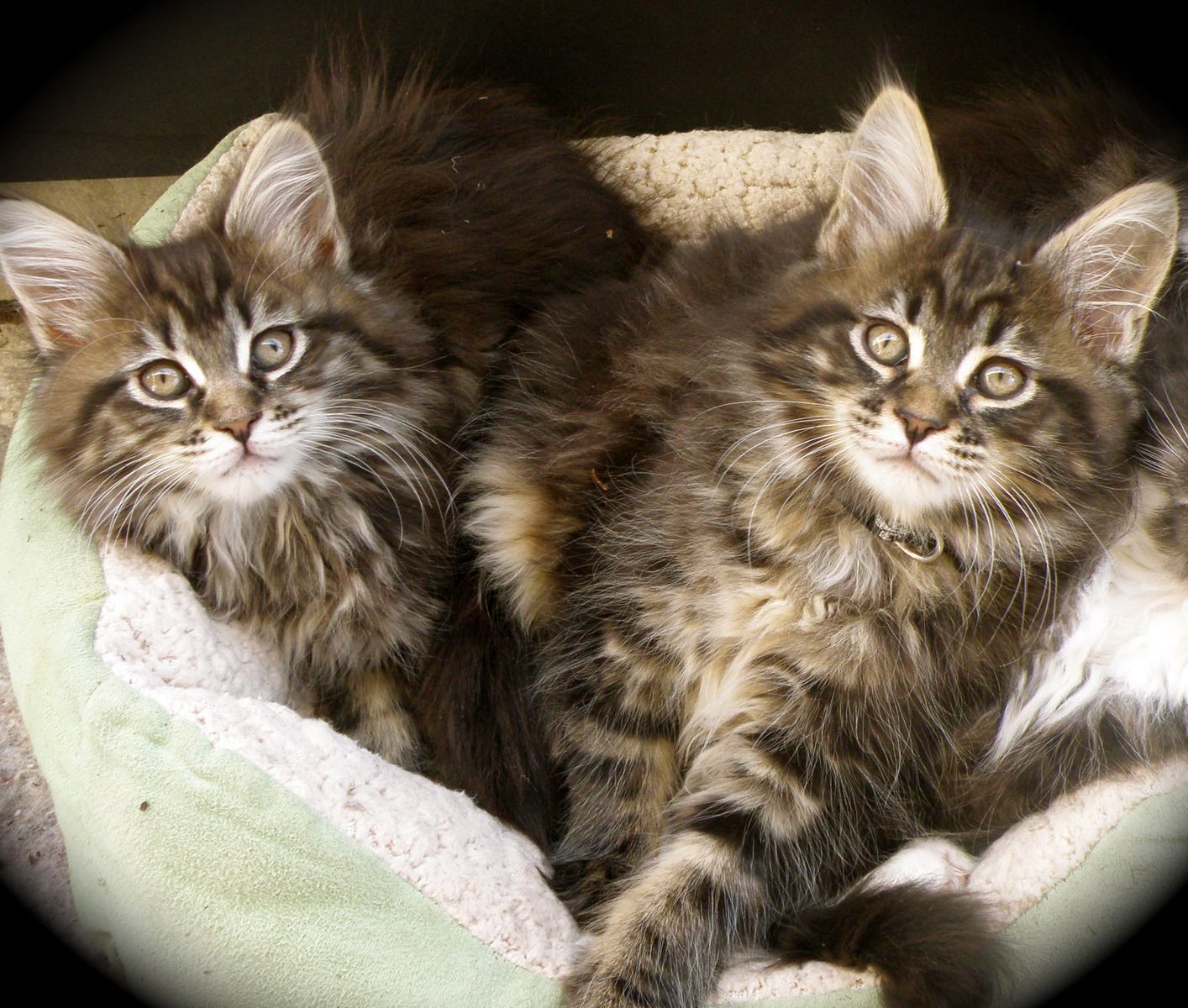 maine coon twin kittens