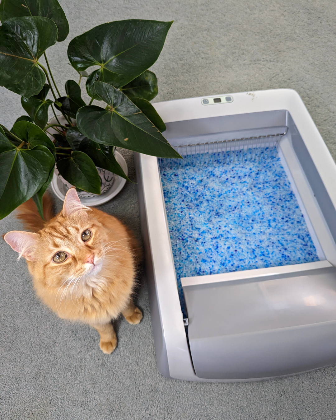 Orange cat sitting next to the PetSafe ScoopFree Self-Cleaning Cat Litter Box. A house plant is in the background.