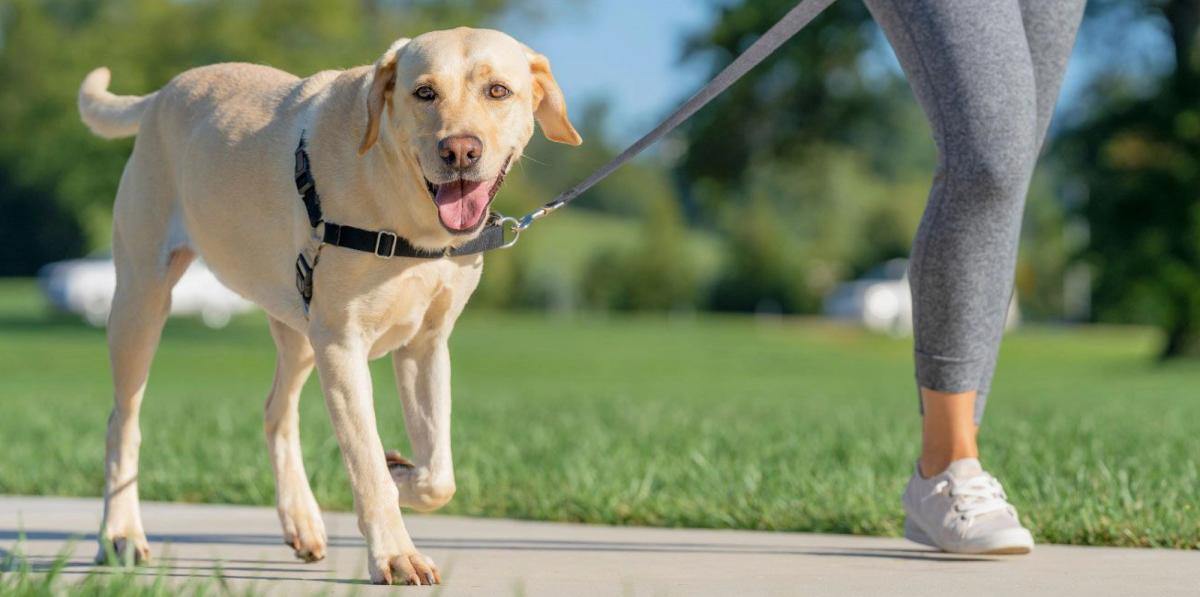 How Do You Stop a Dog from Pulling on the Leash? | PetSafe®