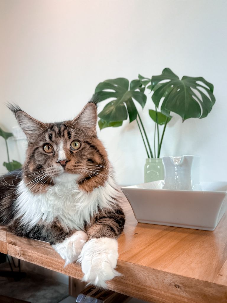 Brown and white long-haired cat sitting next to the white PetSafe Pagoda fountain.