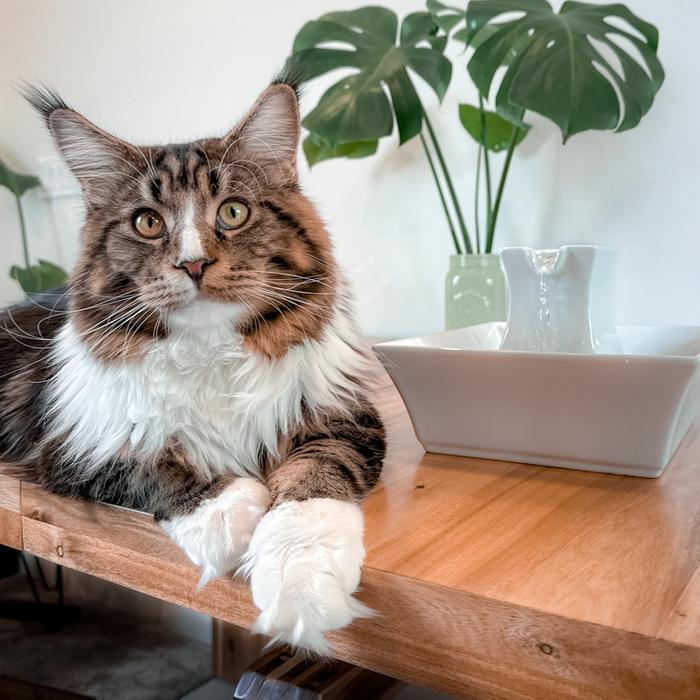 Brown and white long-haired cat sitting next to the white PetSafe Pagoda fountain.