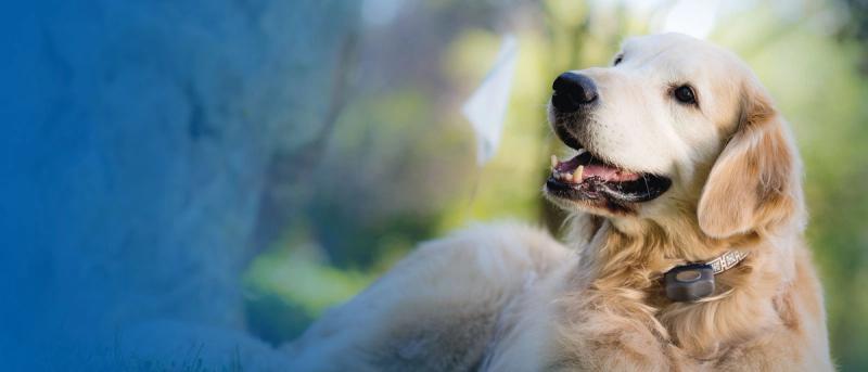 Elder dog smiling while wearing their Invisible Fence Brand collar.