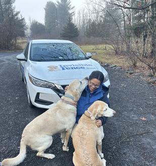 black lab puppy wearing invisible fence collar