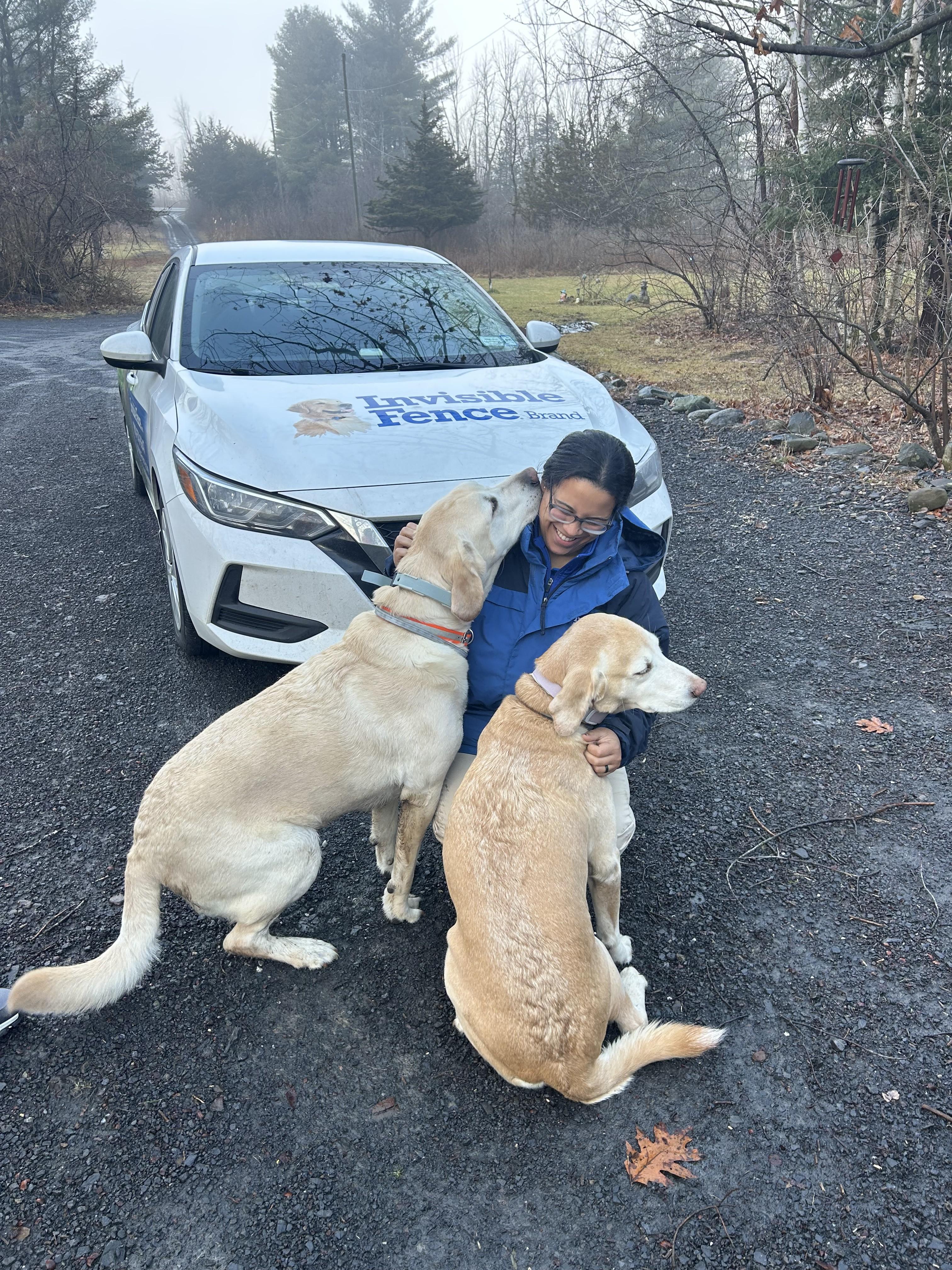 Invisible Fence Trainer with a two Yellow Labs