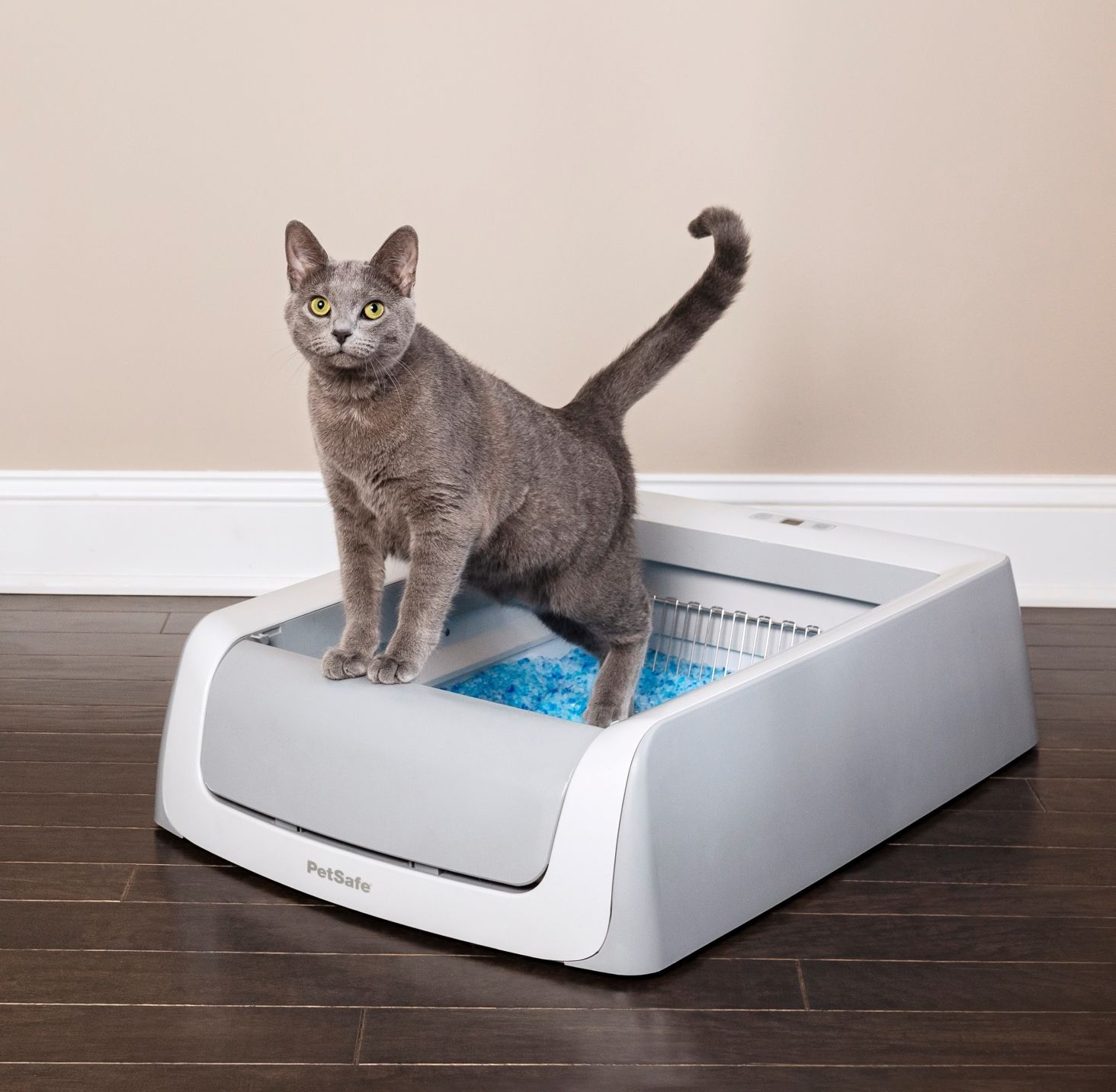 cat and litter box