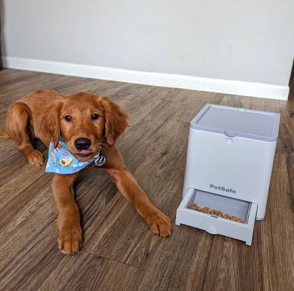 Golden retriever puppy named Moose wearing a blue bandana with an avocado and toast sitting on the floor next to the PetSafe Teach and Treat