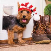 dog wearing hat in pet door