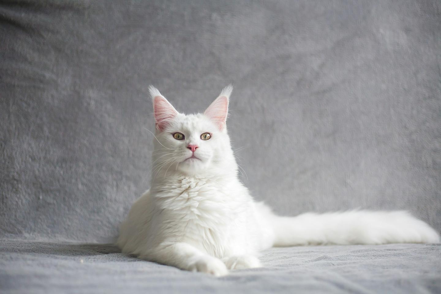 20 White Cat Breeds: The Ultimate Guide | PetSafe®