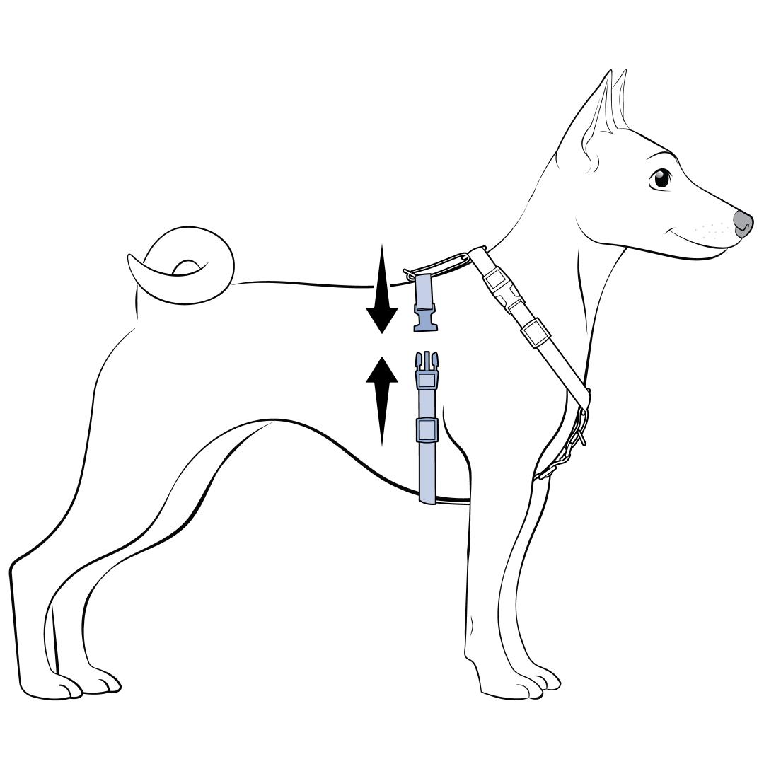Buckle Girth Straps Behind Pet's Front Legs