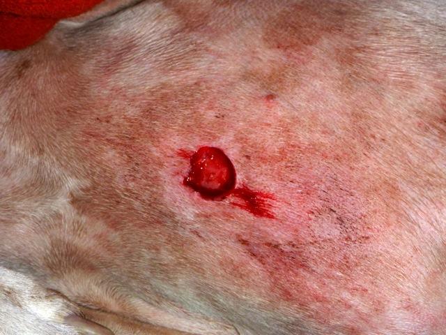 Skin Laceration Repair in the Field