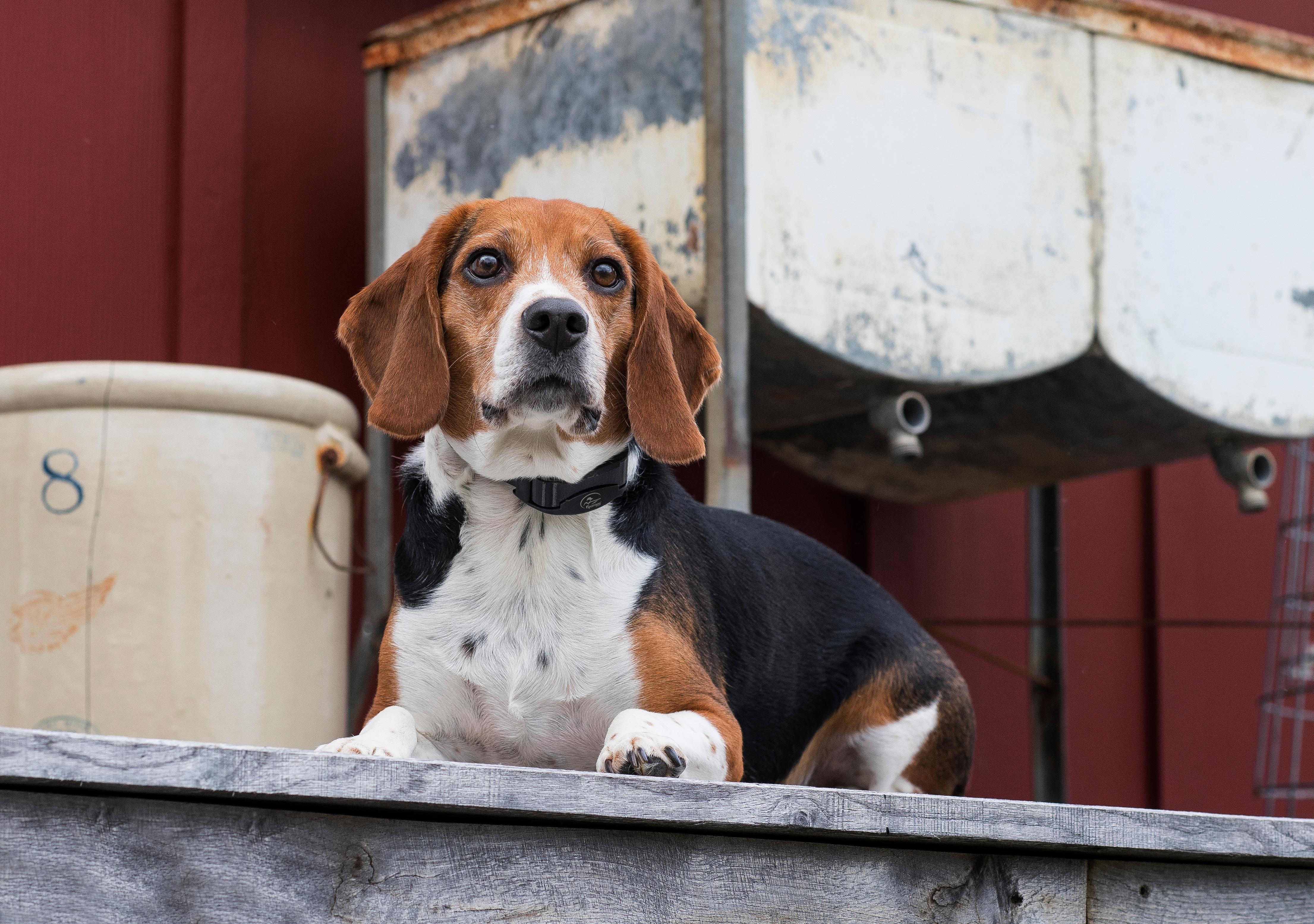 Beagle laying calmly on porch
