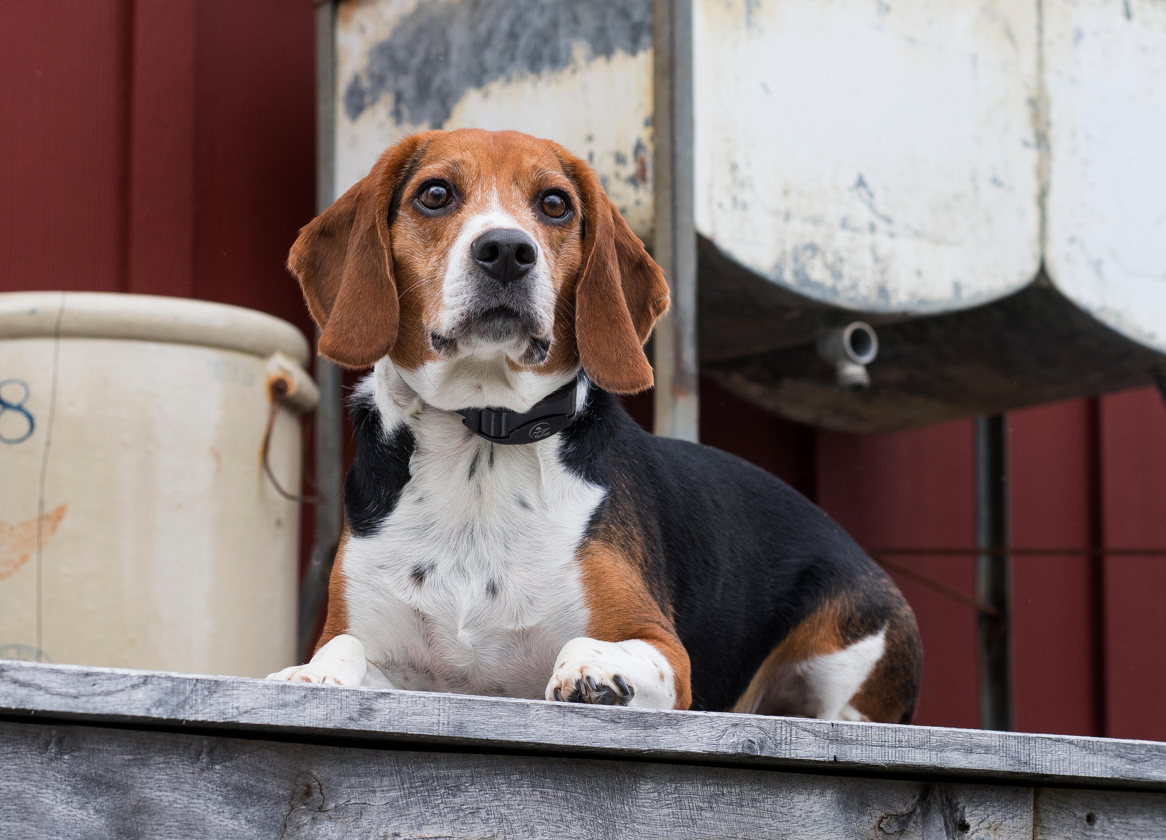 Beagle laying calmly on porch