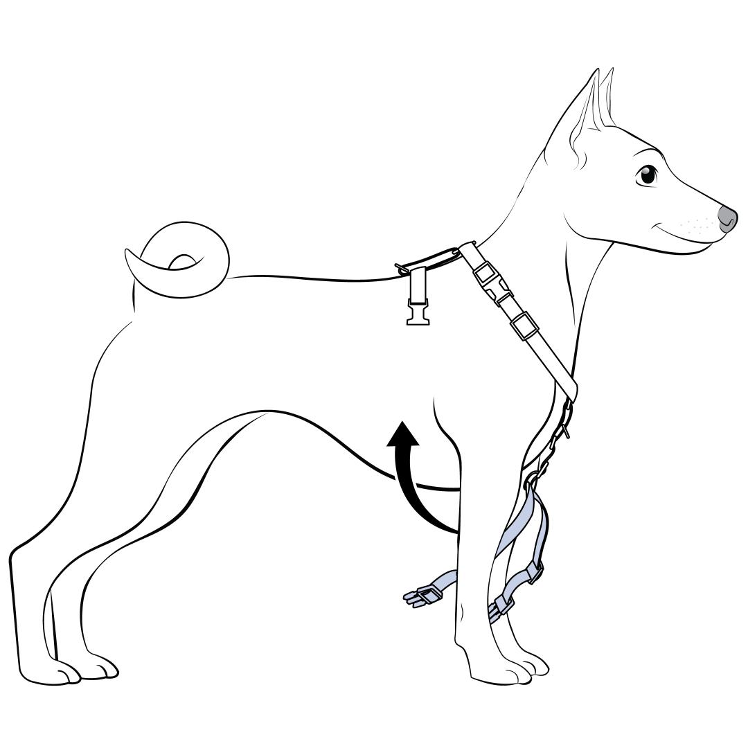 Pull Girth Strap Through Pet's Front Legs