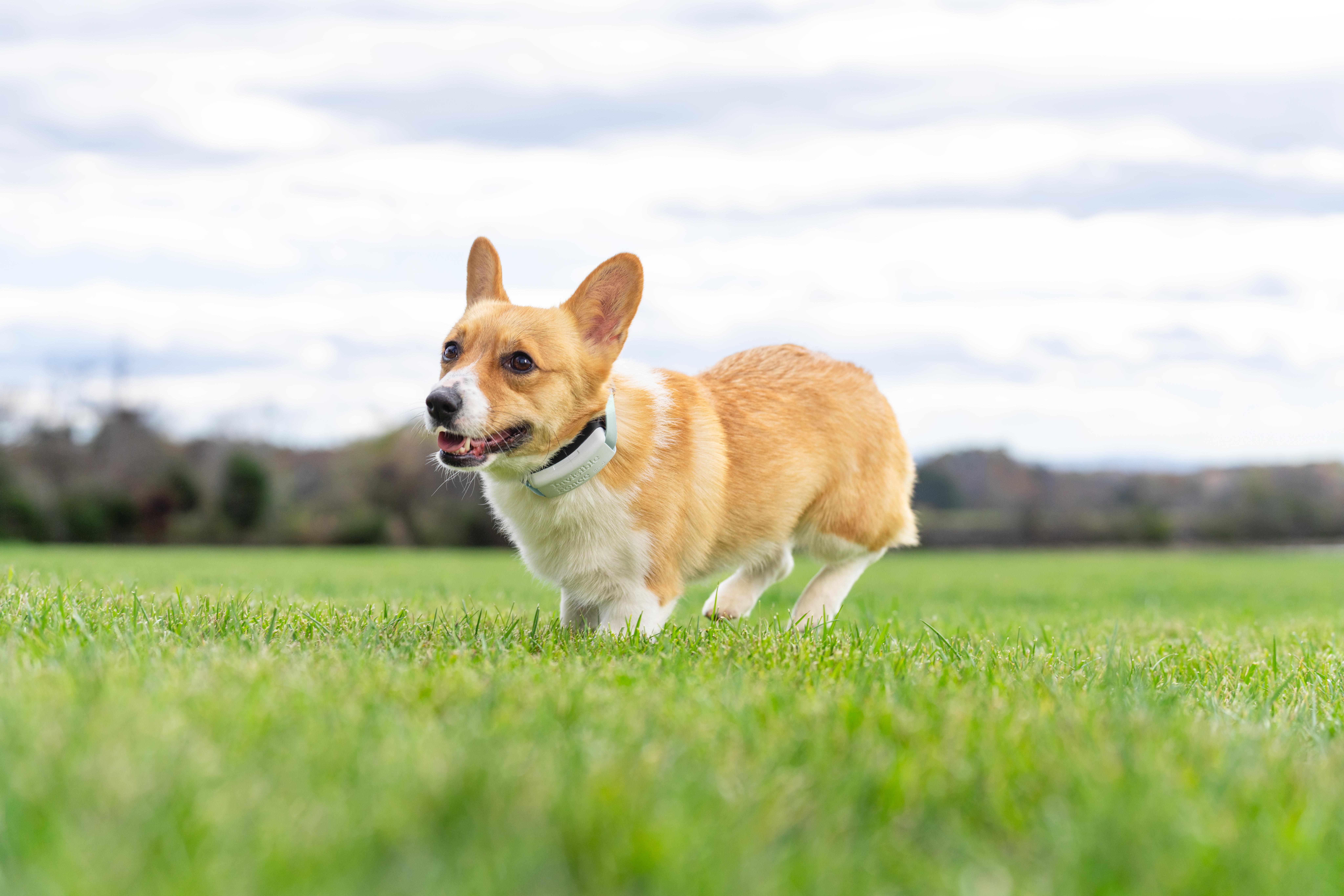 Corgi running on green grass wearing Invisible Fence Brand GPS Flex Fence collar