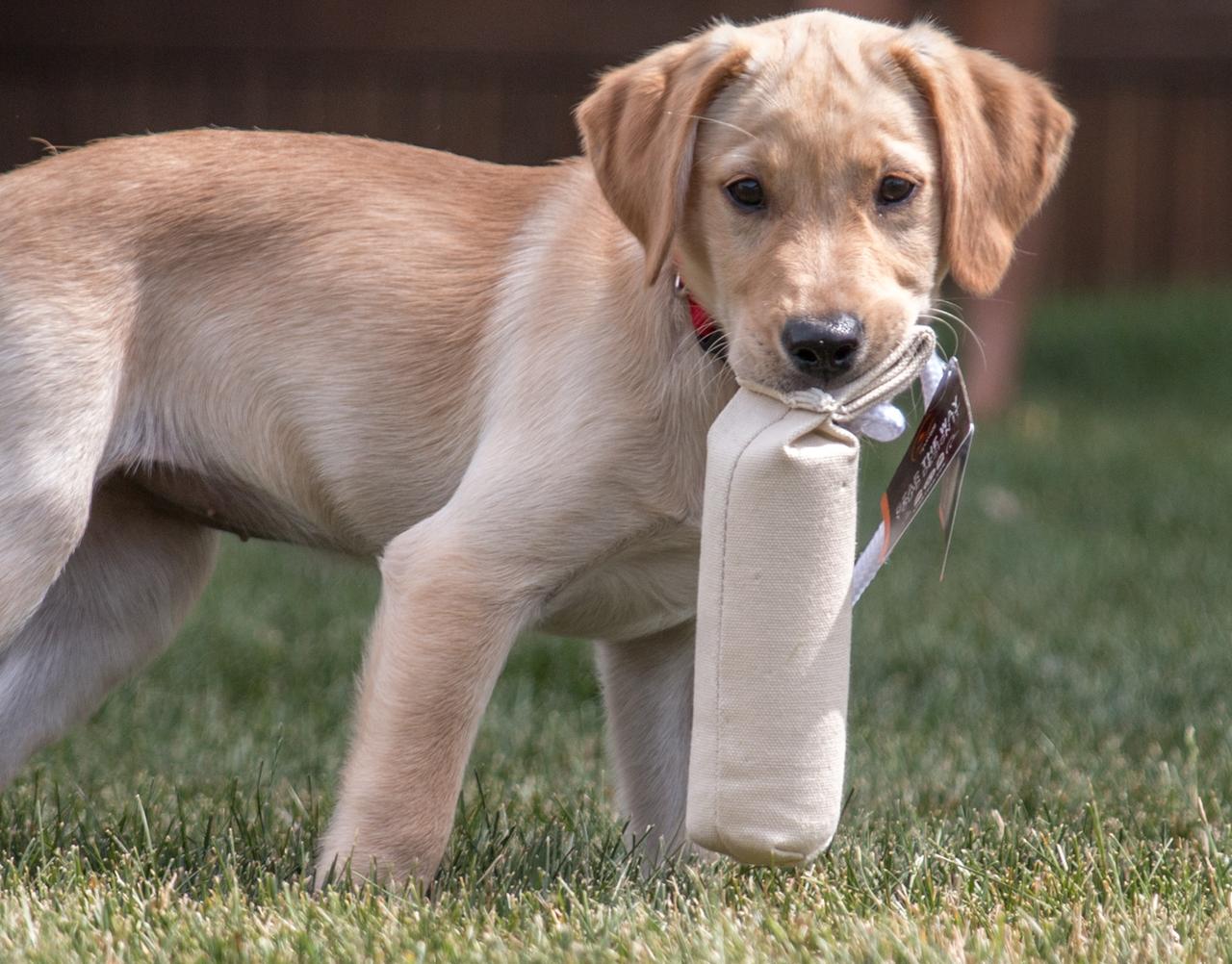 Yellow Lab puppy holding puppy dummy retrieving tool in mouth.