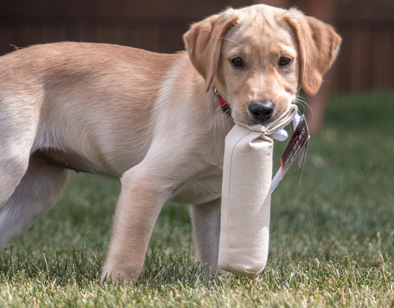 Yellow lab puppy holding puppy dummy in mouth