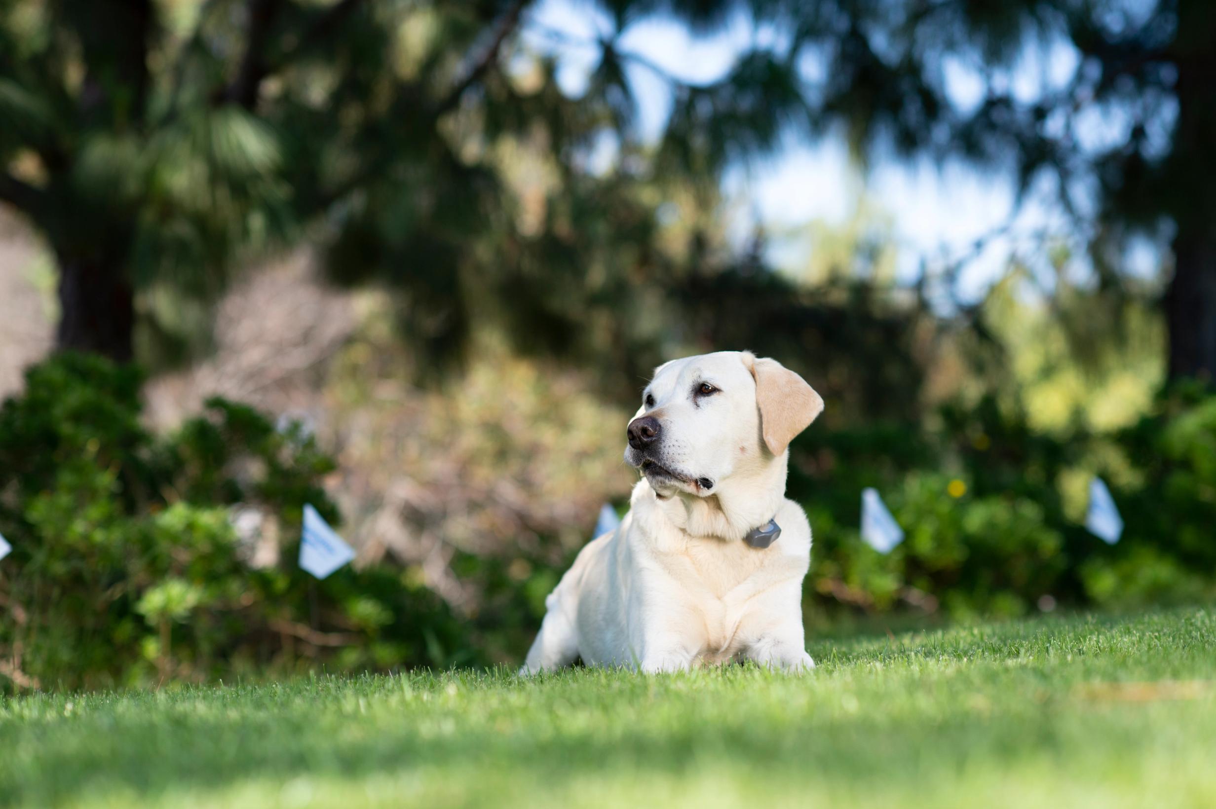 two golden doodles run in the yard with an invisible fence 